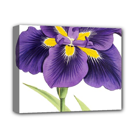 Lily Flower Plant Blossom Bloom Deluxe Canvas 14  X 11  by Nexatart