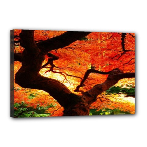Maple Tree Nice Canvas 18  X 12  by BangZart