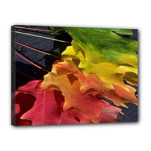 Green Yellow Red Maple Leaf Canvas 16  X 12 