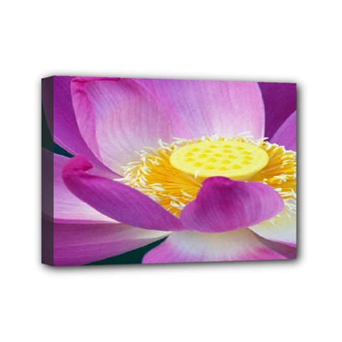 Pink Lotus Flower Mini Canvas 7  X 5  by BangZart