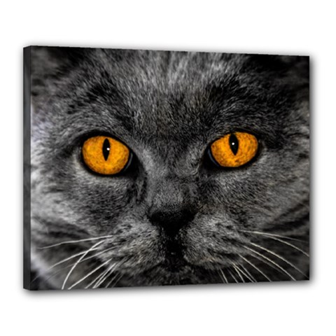 Cat Eyes Background Image Hypnosis Canvas 20  X 16  by BangZart