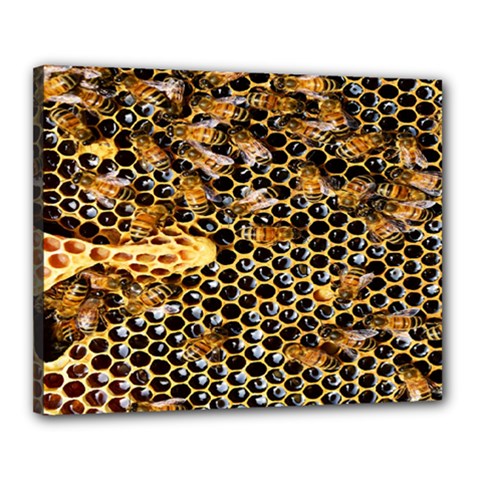 Queen Cup Honeycomb Honey Bee Canvas 20  X 16  by BangZart