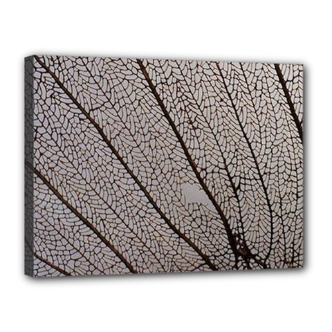 Sea Fan Coral Intricate Patterns Canvas 16  X 12  by BangZart