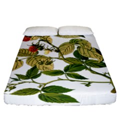 Berries Berry Food Fruit Herbal Fitted Sheet (queen Size) by Nexatart