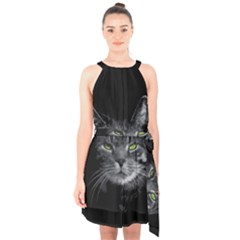 Domestic Cat Halter Collar Waist Tie Chiffon Dress by Valentinaart