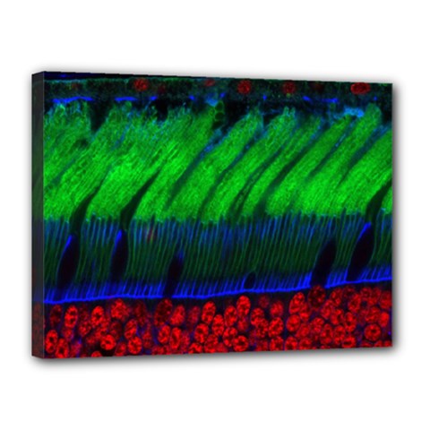 Cells Rainbow Canvas 16  X 12  by Mariart