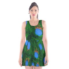 Fluorescence Microscopy Green Blue Scoop Neck Skater Dress by Mariart