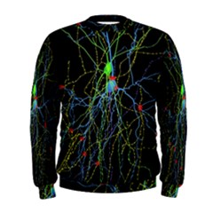 Synaptic Connections Between Pyramida Neurons And Gabaergic Interneurons Were Labeled Biotin During Men s Sweatshirt