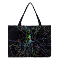 Synaptic Connections Between Pyramida Neurons And Gabaergic Interneurons Were Labeled Biotin During Medium Tote Bag by Mariart