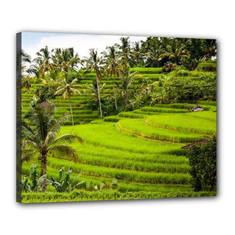 Rice Terrace Terraces Canvas 20  X 16  by Nexatart