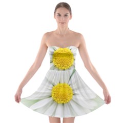 Art Daisy Flower Art Flower Deco Strapless Bra Top Dress by Nexatart