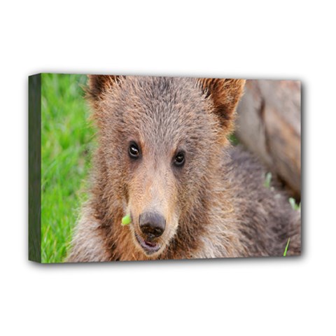 Baby Bear Animals Deluxe Canvas 18  X 12  