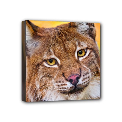 Tiger Beetle Lion Tiger Animals Mini Canvas 4  X 4  by Mariart