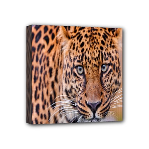 Tiger Beetle Lion Tiger Animals Leopard Mini Canvas 4  X 4  by Mariart