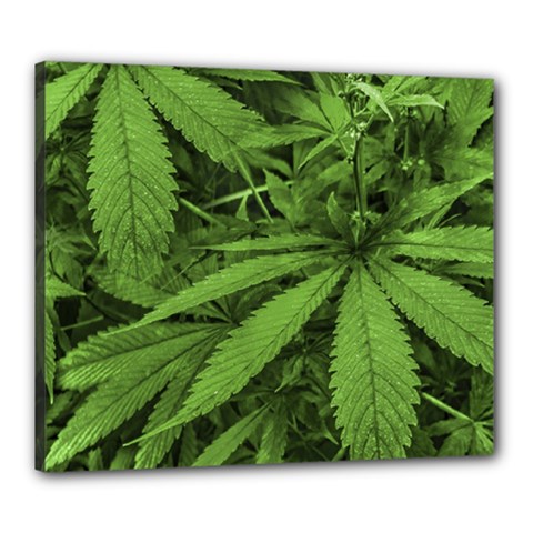 Marijuana Plants Pattern Canvas 24  x 20 