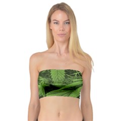 Marijuana Plants Pattern Bandeau Top