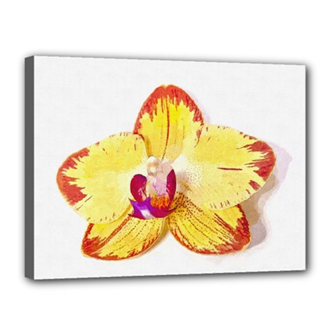 Phalaenopsis Yellow Flower, Floral Oil Painting Art Canvas 16  X 12  by picsaspassion