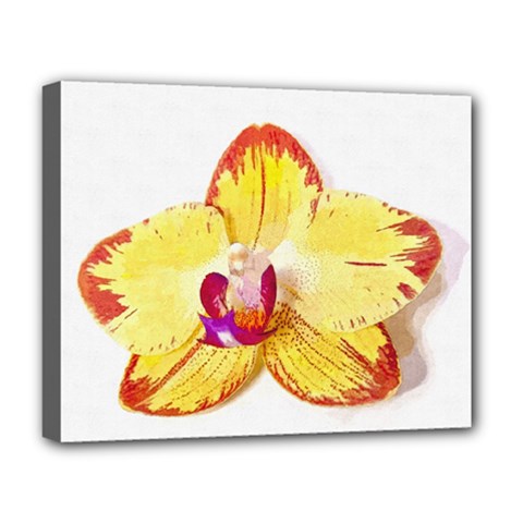 Phalaenopsis Yellow Flower, Floral Oil Painting Art Deluxe Canvas 20  X 16   by picsaspassion