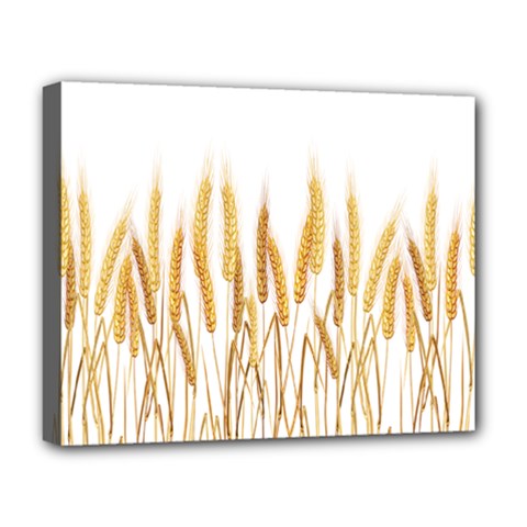 Wheat Plants Deluxe Canvas 20  X 16  