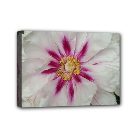 Floral Soft Pink Flower Photography Peony Rose Mini Canvas 7  X 5 