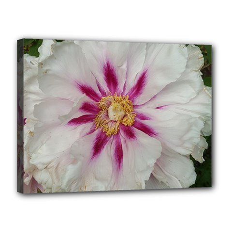 Floral Soft Pink Flower Photography Peony Rose Canvas 16  X 12 