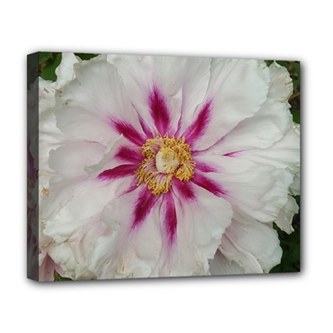 Floral Soft Pink Flower Photography Peony Rose Deluxe Canvas 20  X 16   by yoursparklingshop