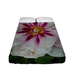 Floral Soft Pink Flower Photography Peony Rose Fitted Sheet (full/ Double Size)