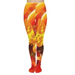 Arrangement Butterfly Aesthetics Orange Background Women s Tights