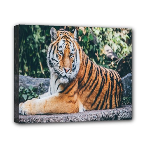 Animal Big Cat Safari Tiger Canvas 10  X 8  by Celenk