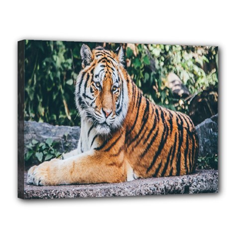 Animal Big Cat Safari Tiger Canvas 16  X 12  by Celenk