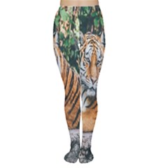 Animal Big Cat Safari Tiger Women s Tights