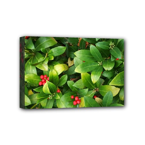 Christmas Season Floral Green Red Skimmia Flower Mini Canvas 6  X 4  by yoursparklingshop