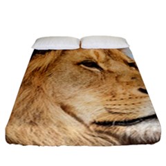 Big Male Lion Looking Right Fitted Sheet (california King Size) by Ucco