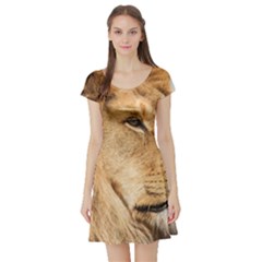 Big Male Lion Looking Right Short Sleeve Skater Dress by Ucco