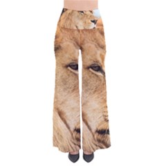 Big Male Lion Looking Right Pants by Ucco