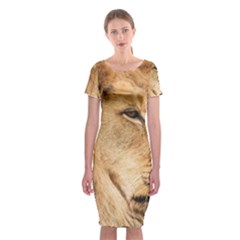 Big Male Lion Looking Right Classic Short Sleeve Midi Dress by Ucco