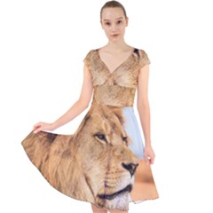 Big Male Lion Looking Right Cap Sleeve Front Wrap Midi Dress