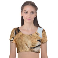 Big Male Lion Looking Right Velvet Short Sleeve Crop Top  by Ucco