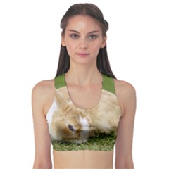 Beautiful Blue Eyed Bunny On Green Grass Sports Bra by Ucco