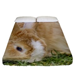 Beautiful Blue Eyed Bunny On Green Grass Fitted Sheet (queen Size)