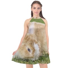 Beautiful Blue Eyed Bunny On Green Grass Halter Neckline Chiffon Dress  by Ucco