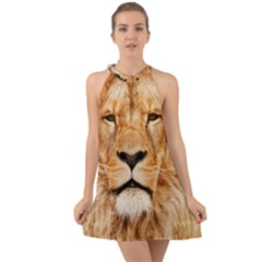 Africa African Animal Cat Close Up Halter Tie Back Chiffon Dress