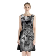 Feline Lion Tawny African Zoo Sleeveless Waist Tie Chiffon Dress