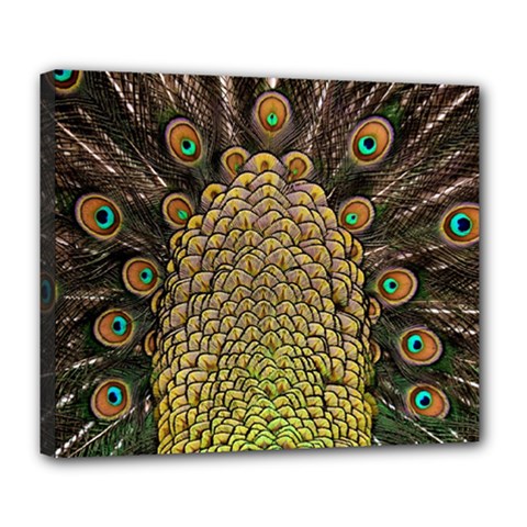 Peacock Feathers Wheel Plumage Deluxe Canvas 24  X 20   by BangZart