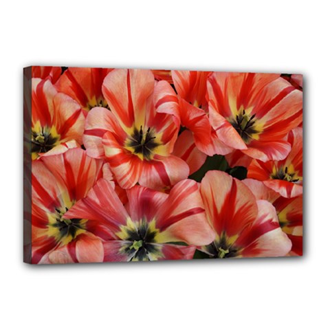 Tulips Flowers Spring Canvas 18  X 12  by BangZart