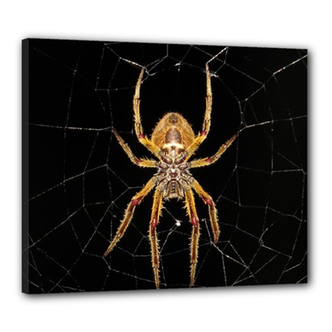 Nsect Macro Spider Colombia Canvas 24  X 20  by Celenk