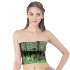 Forest Woods Nature Landscape Tree Tube Top