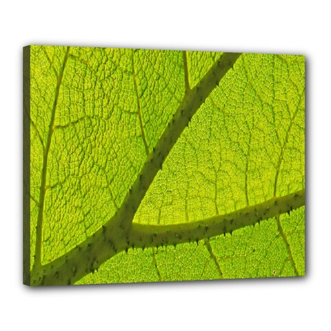 Green Leaf Plant Nature Structure Canvas 20  X 16  by Nexatart