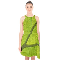 Green Leaf Plant Nature Structure Halter Collar Waist Tie Chiffon Dress