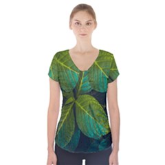 Green Plant Leaf Foliage Nature Short Sleeve Front Detail Top by Nexatart